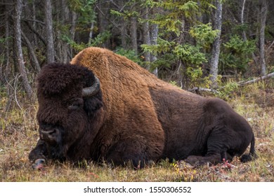 Wood Buffalo National Park Bison