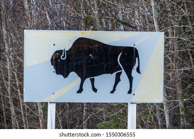 Wood Buffalo National Park Bison