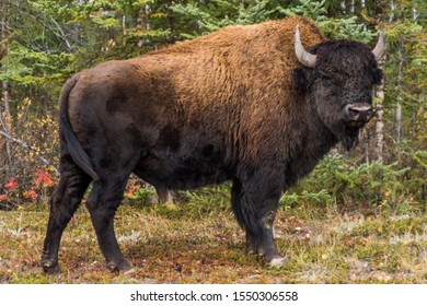 Wood Buffalo National Park Bison