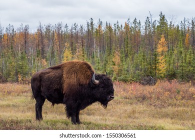 Wood Buffalo National Park Bison