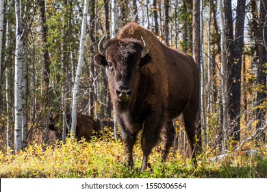 Wood Buffalo National Park Bison