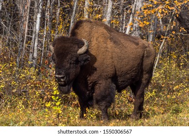 Wood Buffalo National Park Bison