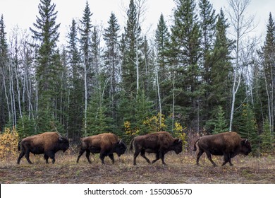 Wood Buffalo National Park Bison