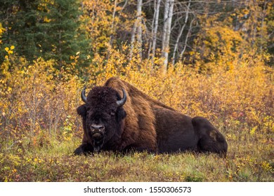 Wood Buffalo National Park Bison