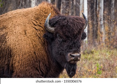 Wood Buffalo National Park Bison