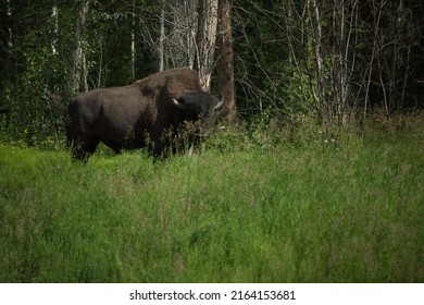 Wood Buffalo Observing Nature Through Delicious Grass Heads