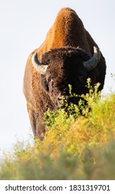 Wood Buffalo In The Wild