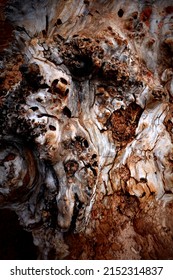 Wood Burl Texture In Brown