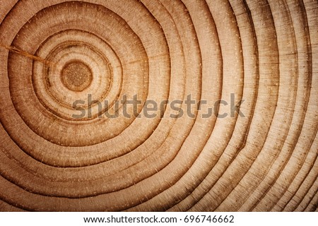 Wood cedar circle texture slice background.