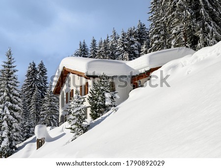 Similar – Seasonal canopy Nature Sky