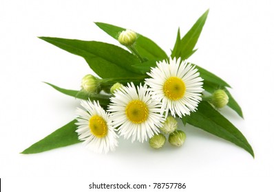 Wood Chamomile With Leaves On A White Background