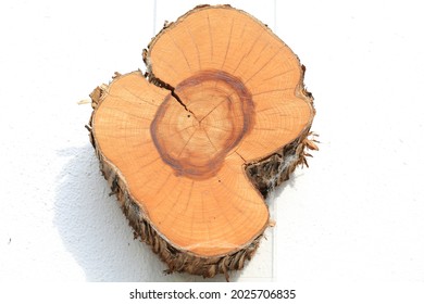 Wood Of A Chinese Juniper At An Exhibition