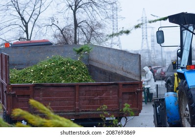 Wood Chipper Throwing Waste On A Pile Of Chips On The Trailer. Recycling Used Christmas Trees, Collection Point.