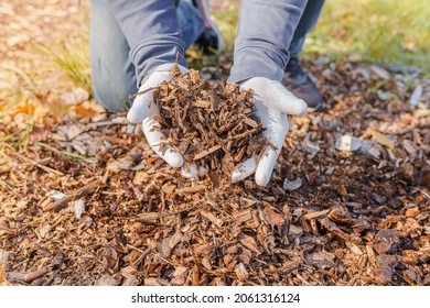 Wood Chips Mulching Composting. Hands In Gardening Gloves Of Person Hold Ground Wood Chips For Mulching The Beds. Increasing Soil Fertility, Mulching, Composting Organic Waste