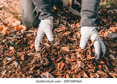 Wood Chips Mulching Composting. Hands In Gardening Gloves Of Person Hold Ground Wood Chips For Mulching The Beds. Increasing Soil Fertility, Mulching, Composting Organic Waste