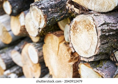 Wood Chop Stove. Woodpile Texture Background. Trees Store. Hardwood Pile Stack. Wooden Biomass Wall. Split Forest. Agriculture Work. Round Shape