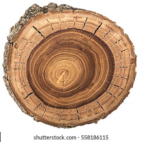 Wood circle texture slice background