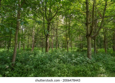 Wood Copice With Small Trees Green Canopy And Thick Green Floor