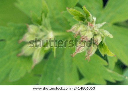 Wood cranesbill buds and leaves