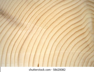 Wood Cross Section With Annual Growth Rings