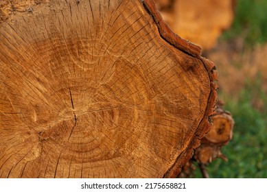wood cross section. Old wooden oak tree cut surface. Detailed warm dark brown and orange tones of a felled tree trunk or stump. Rough organic texture of tree rings with close up of end grain. - Shutterstock ID 2175658821