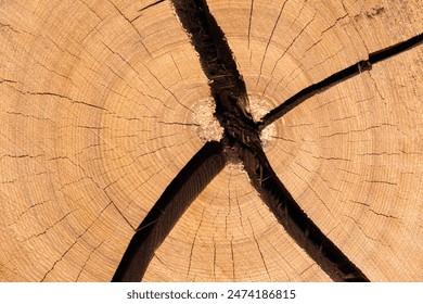 Wood cross-section structure with concentric rings and cracks in the shape of the letter X. Abstract background or wood texture