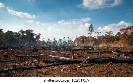 Wood cutting, burning wood, destroying the environment.Area of illegal deforestation of vegetation native to the Laos forest,ASIA.