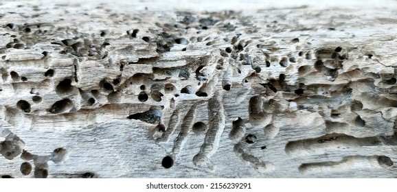 Wood Damage To Trees, Tanjung Benoa, Bali, Indonesia