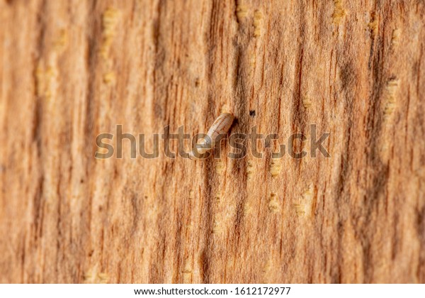 Wood damaged by termite\
infestation .