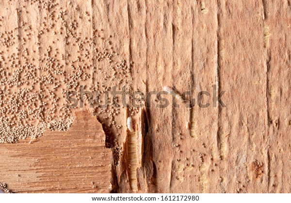 Wood damaged by termite
infestation .