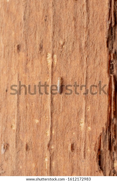 Wood damaged by termite\
infestation .