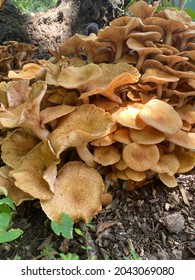 Wood Decay Fungus Up Close