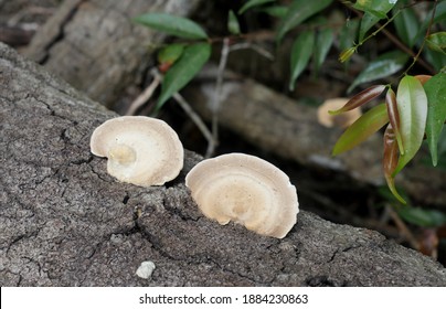 Wood - Decay Fungus Growing On Dead Wood Background