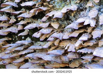 Wood Decay Fungus Growing On Old Stump, Textural View