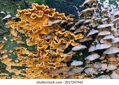 Wood Decay Fungus On Old Stump, Two Different Species Growing One Near Another
