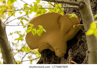 Wood Decay Fungus On A Tree Trunk