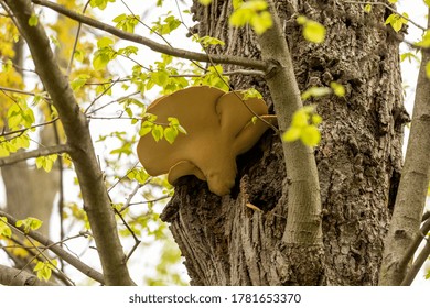 The Wood Decay Fungus On A Tree Trunk