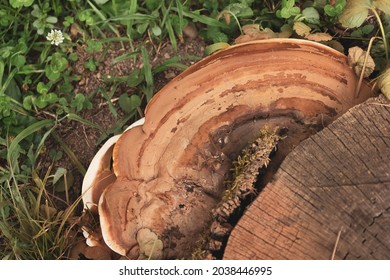 A Wood Decay Fungus On A Tree Trunk