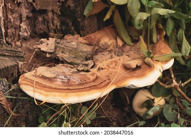 A Wood Decay Fungus On A Tree Trunk