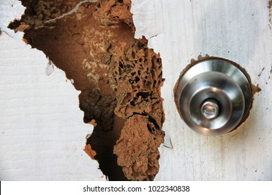 The wood door with termites damage.