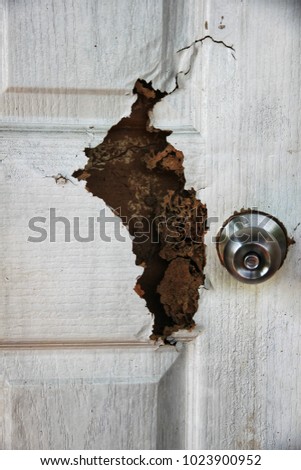 The wood door with termites damage.  The  sting of termites eat wait to throw.