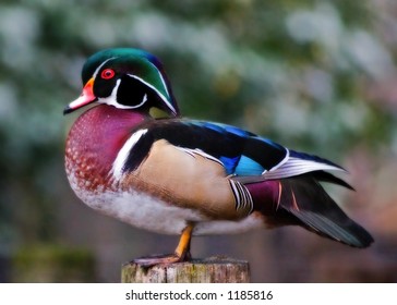 Wood Duck