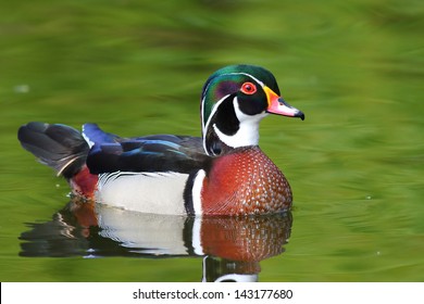 Wood Duck