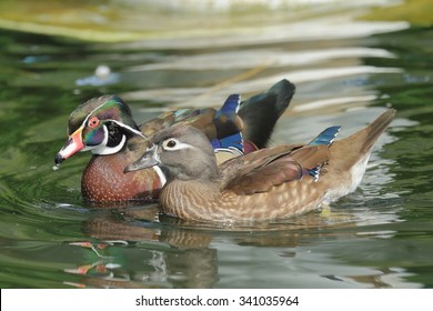 Wood Duck