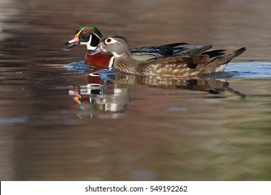 Wood Duck 