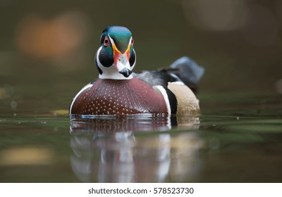 Wood Duck