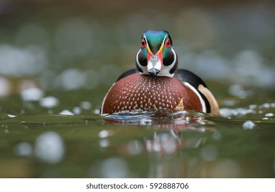 Wood Duck