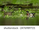 Wood Duck, Aix sponsa, taken in wild, in Minnesota, Agnieszka Bacal.