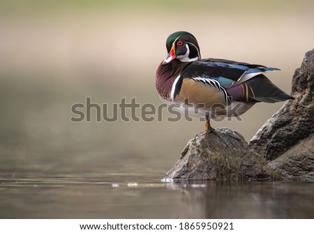 A wood duck in Autumn