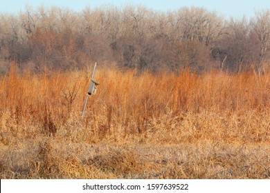 Wood Duck Boxes Provide A Man-made Alternative, Where Hens Can Nest In ...